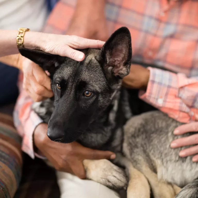 Close-up of dog resting with senior people and practitioner on sofa at nursing home